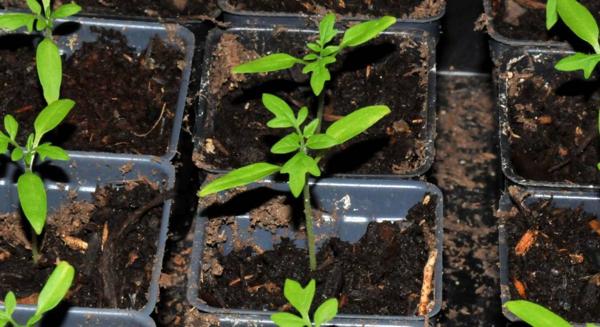 Рассаду – на огород! Об особенностях “переселение”