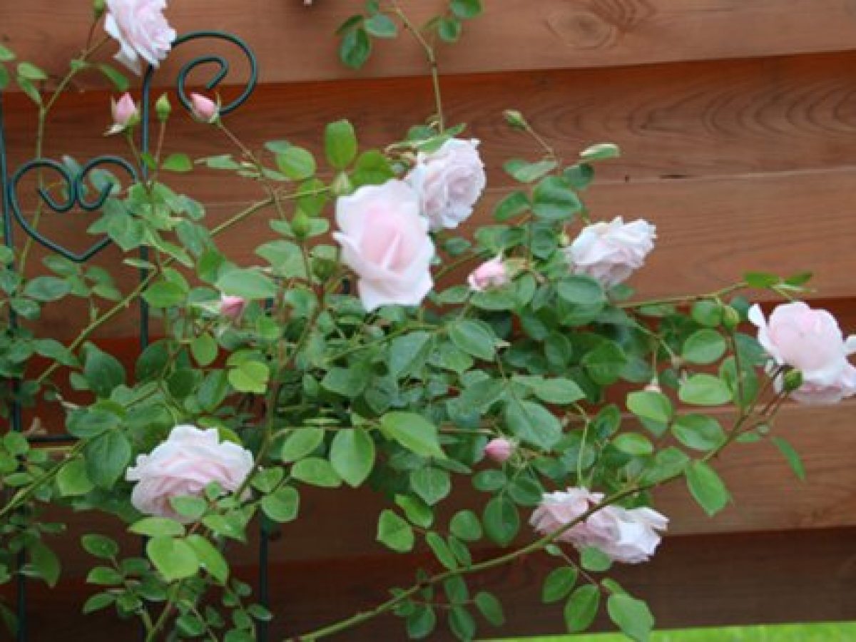 Розы, не требующие укрытия на зиму – 11 сортов с фото