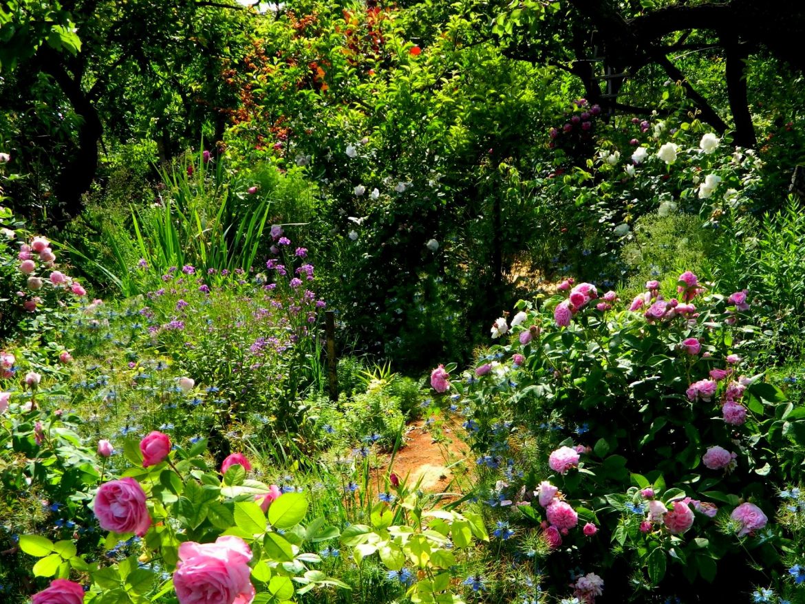 Сад семьи Микитинець из Мелитополя и его коллекция старинных роз