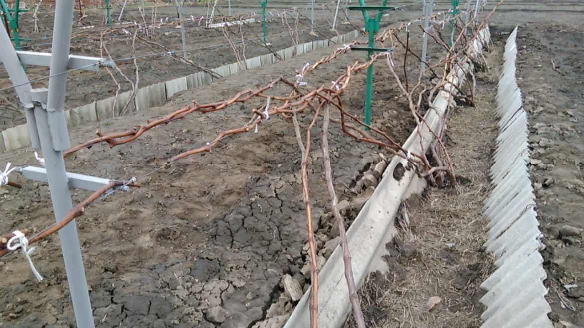 suhaya-podvyazka-vinograda-vesnoj Сухая подвязка винограда весной