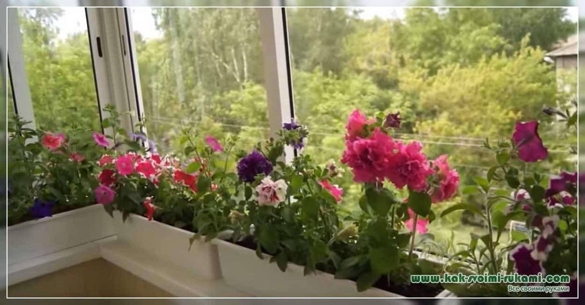 universalnyj-reczept-udobreniya-dlya-bogatogo-czveteniya-petunij-gerani-i-drugih-czvetov-do-samoj-oseni Универсальный рецепт удобрения для богатого цветения петуний, герани и других цветов до самой осени