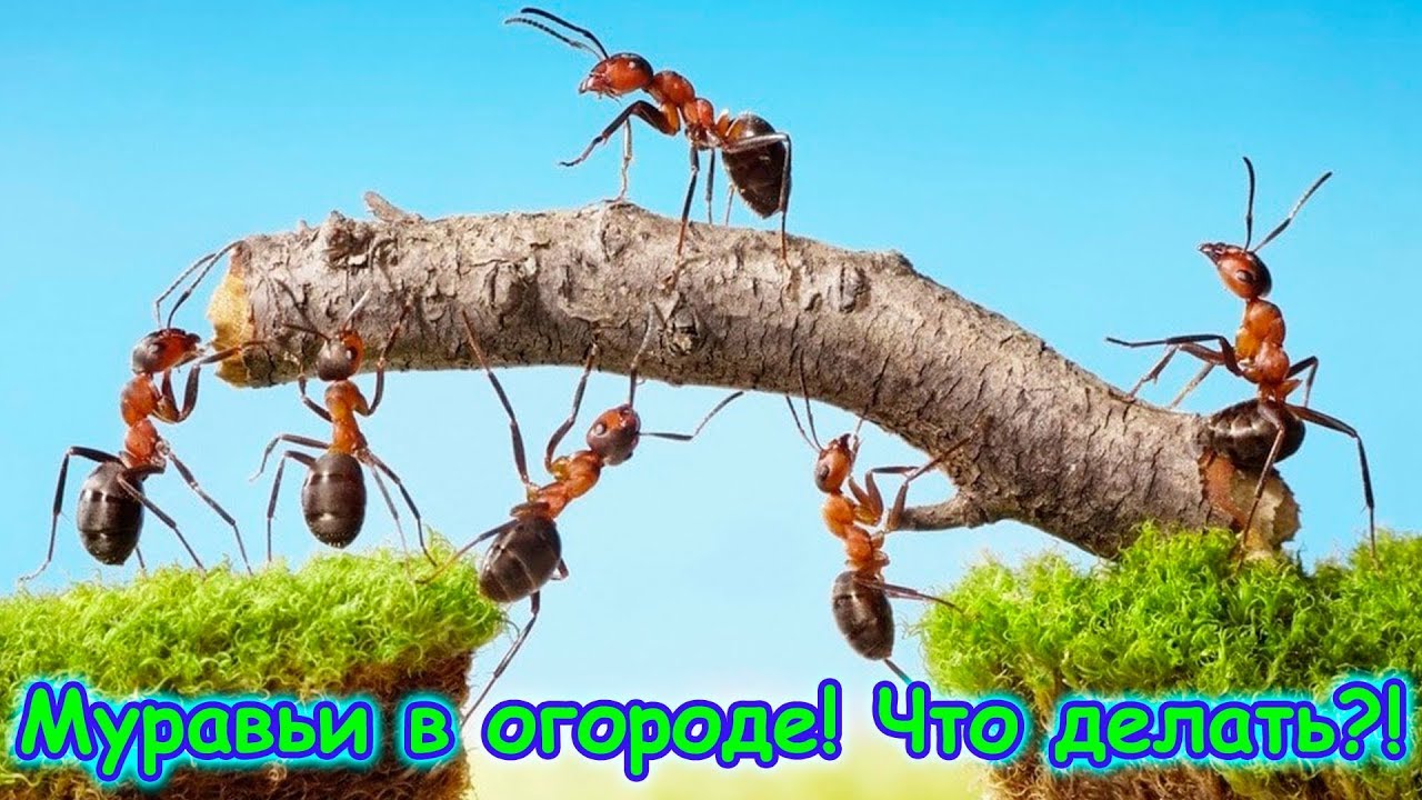 Переваги манки для боротьби з мурахами
