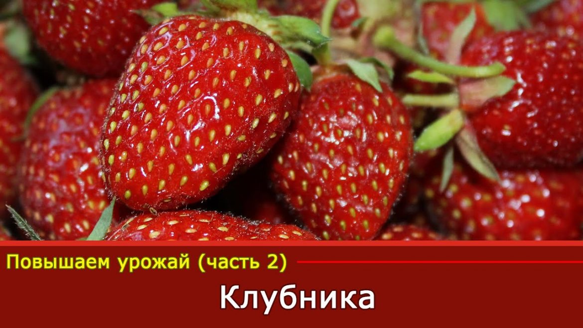Как увеличить урожай клубники без химических удобрений