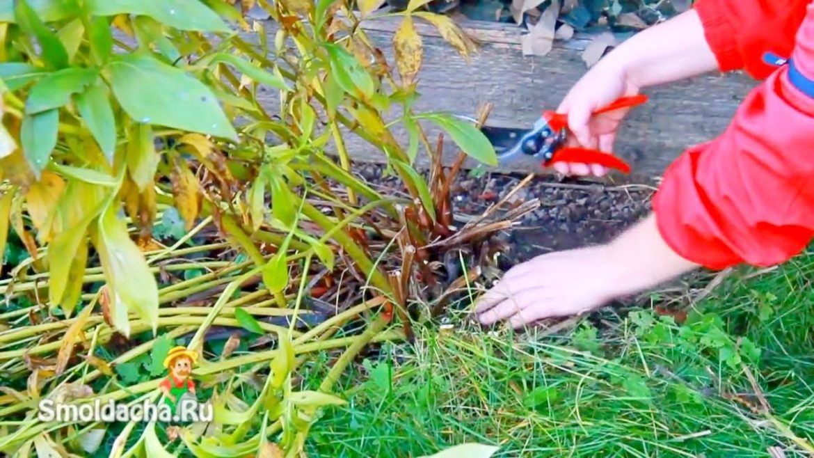 Когда и как обрезать пионы осенью