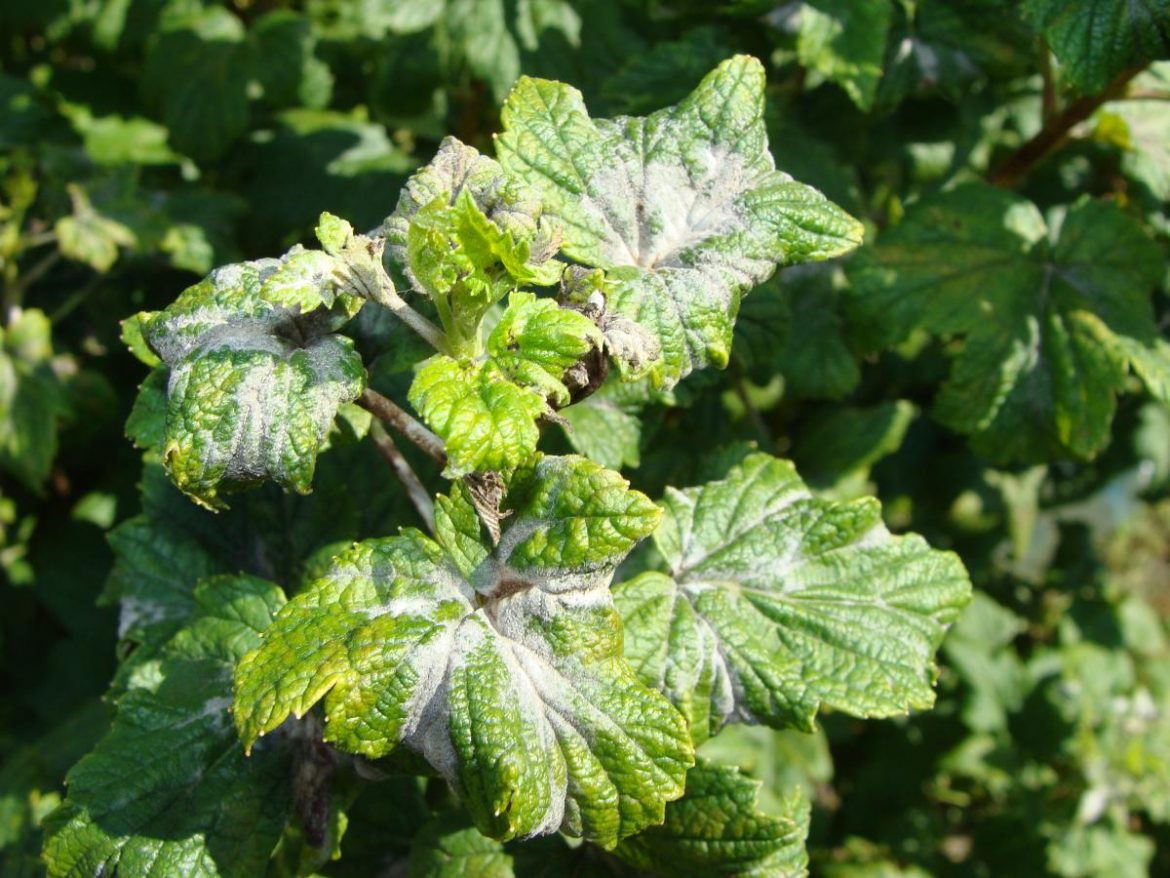 Мучнистая роса: все средства хороши