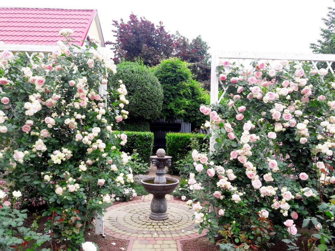Сад семьи Швец из Закарпатья — розарий в регулярном стиле