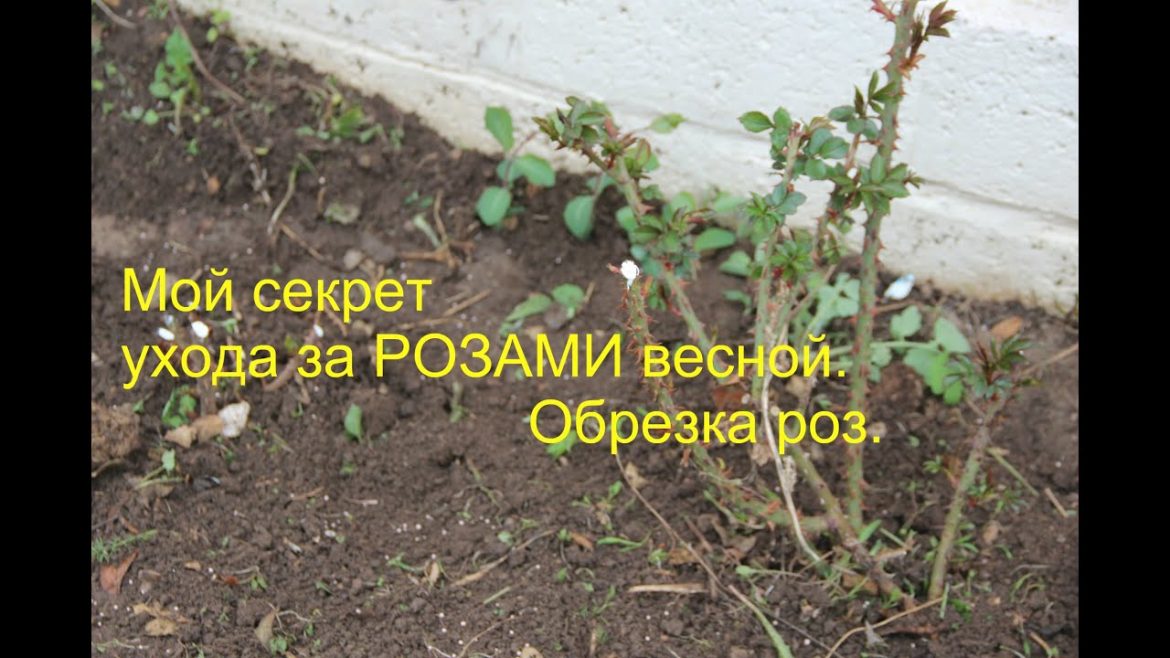 Уход за розами весной