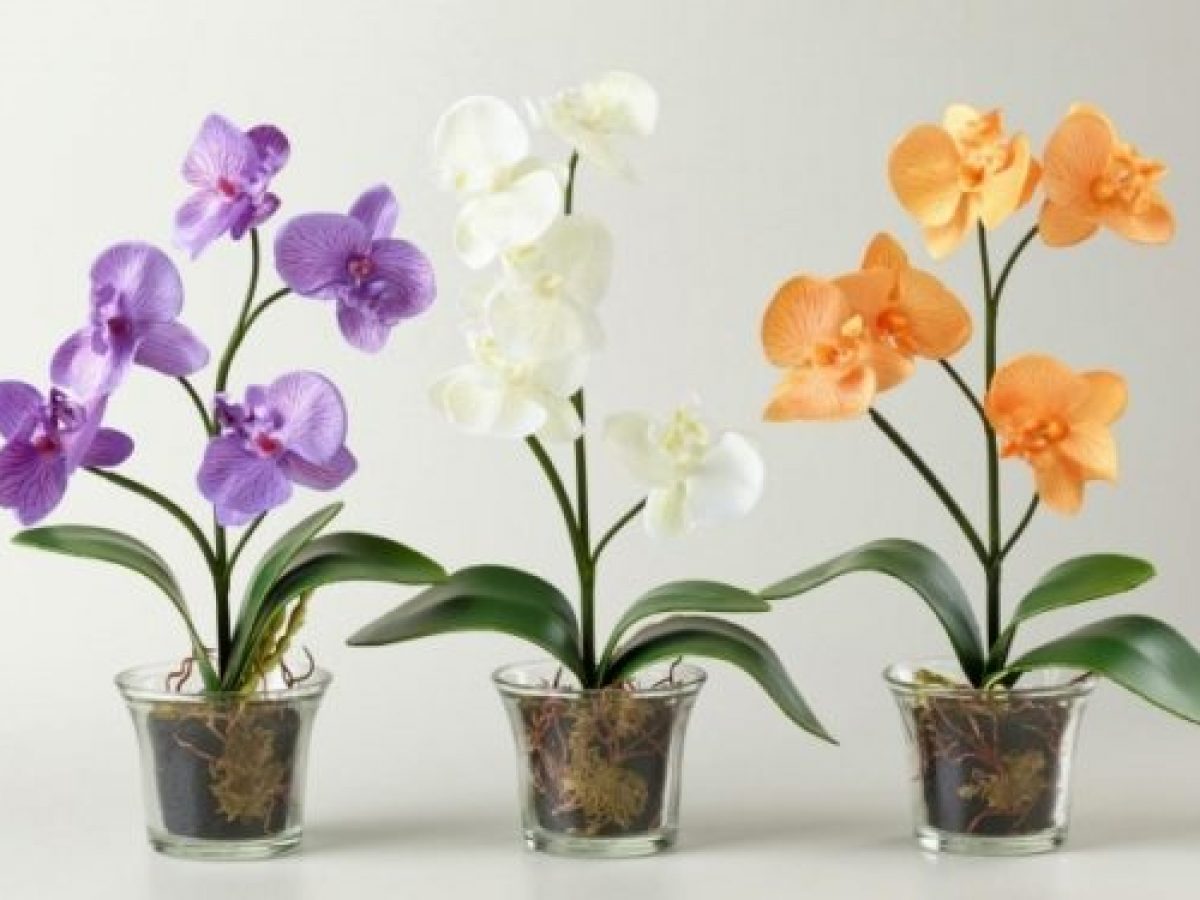 Как правильно пересадить орхидею в домашних условиях: время, инструкция, уход — Украина