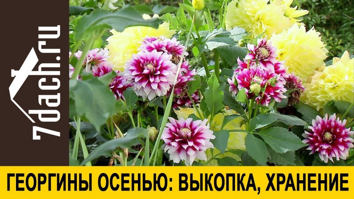 Выкапываем и готовим к зиме георгины